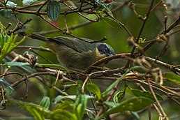 Зеленяр чорнощокий (Sphenopsis melanotis)