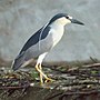 Miniatura para Nycticorax nycticorax