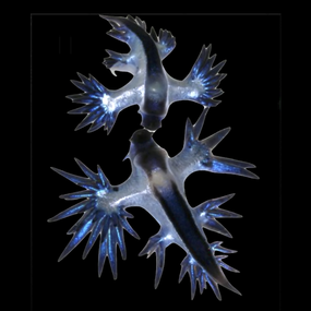 Blue sea dragons Glaucus sp.