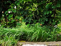 Válečka prapořitá (Brachypodium pinnatum)