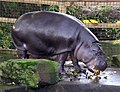 Um hipopótamo-pigmeu (Choeropsis liberiensis) no zoológico de Bristol, Inglaterra.