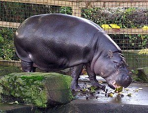 nana hipopotamo en la zoo de Bristol