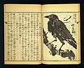 Japanese Raven