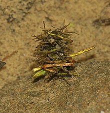 Scotland, UK. Caddis fly spp. larvae are a common indicator organism in determining a fresh waterbody's health. Caddis fly larva sp - Flickr - S. Rae.jpg