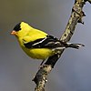 Желтая птица с черным окрасом на крыльях и голове, с оранжевым клювом и белыми полосами на крыльях, сидит на деревянной ветке.