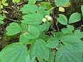 Unripe berries and mature foliage