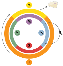 The cell cycle in eukaryotes: I = Interphase, M = Mitosis, G0 = Gap 0, G1 = Gap 1, G2 = Gap 2, S = Synthesis, G3 = Gap 3. Cell Cycle 2.svg