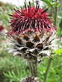 Vânăta purpurie (Centaurea atropurpurea)