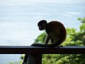 Geel doodshoofdaapje bij een hotel in de buurt van Manuel Antonio