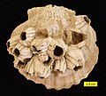 Chesapecten, barnacles and sponge borings (Entobia) from the Pliocene of York River, Virginia, USA.