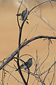 Chestnut-rumped thornbills (Sturt Desert, NSW).