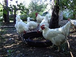 Free Range Chickens Drinking from a tire