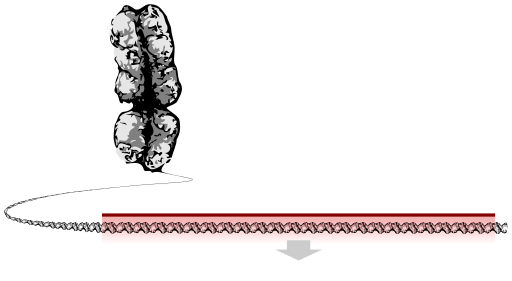 A chromosome unravelling into a long string of DNA, a bit of which is highlighted as a gene