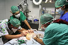 El encarecimiento de intervenciones veterinarias debido al uso de métodos de medicina humanos en el ámbito veterinario.