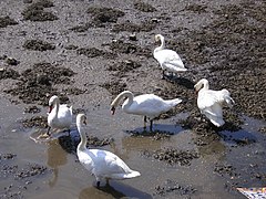 Cisnes na ría do Burgo.