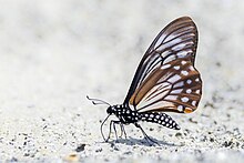 Papilio epycides, ailes repliées