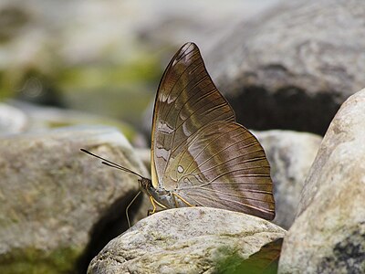 Ventral view