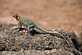 Image 22 Common collared lizard Photo: Daniel Schwen The common collared lizard (Crotaphytus collaris) is a North American lizard well known for its ability to run on its hind legs. Its length, including the tail, can reach up to 12 inches (30 cm). Its name reflects its distinct coloration, which includes bands of black around the neck and shoulders that resemble a collar. More selected pictures