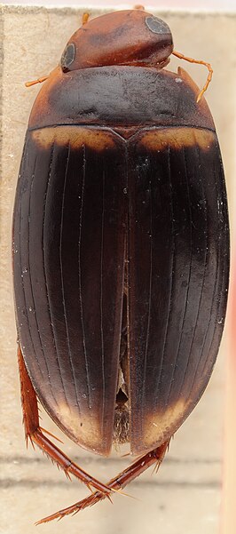 Copelatus biroi