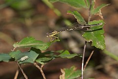 ♀ Copera marginipes