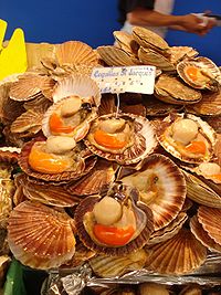 Coquille Saint-Jacques