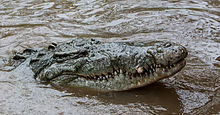 Adult male C. acutus Crocodylus acutus head.jpg