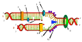 Минијатура на верзијата од 20:32, 4 септември 2007