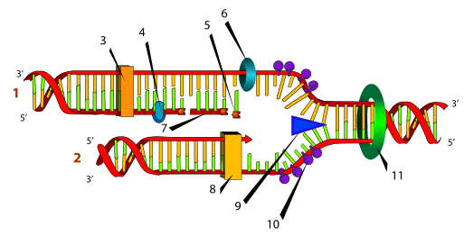Файл:DNA replication numbered.svg