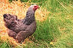 Poule Brahma perdrix argenté maillé