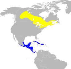Žlutě je vyznačena oblast výskytu při hnízdění, modře při zimování.