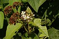 Fleurs et fruits de Dombeya mauritiana