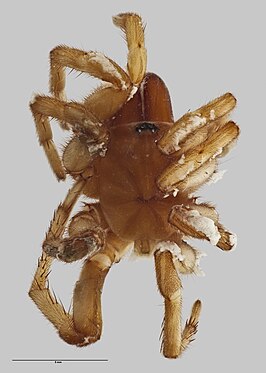 Stanwellia taranga