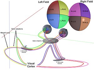 Representation of optic pathways from each of the 4 quadrants of view for both eyes simultaneously ERP - optic cabling.jpg