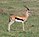 Une gazelle de Thomson (Gazella thomsonii) photographiée en 2003.