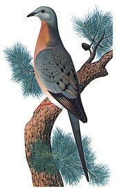 The passenger pigeon, one of the hundreds of species of extinct birds, was hunted to extinction over the course of a few decades. Ectopistes migratoriusMCN2P28CA.jpg