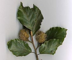 List i plod bukve