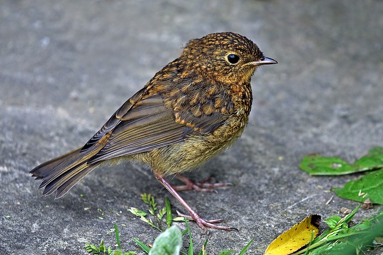 Молодая зарянка (Erithacus rubecula)