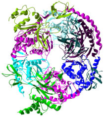 Esosoma umano - da Wikipedia