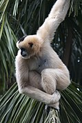 Female Northern White-cheeked Gibbon at the Adelaide Zoo.