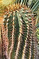 Ferocactus echidne