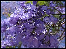 Une grappe de fleurs de Flamboyant bleu.