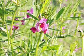 Common vetch