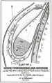 Sketch of Ohio River fort mounds