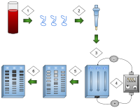 Gel electrophoresis is a process where an electric current is applied to DNA samples creating fragments that can be used for comparison between DNA samples.
DNA is extracted.
Isolation and amplification of DNA.
DNA added to the gel wells.
Electric current applied to the gel.
DNA bands are separated by size.
DNA bands are stained. Gel Electrophoresis in DNA Fingerprinting.svg