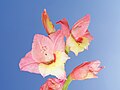 Gladiole 25.08.2007