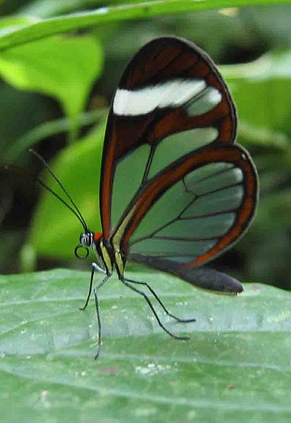 Berkas:Glasswing butterfly Panama.jpg