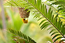 Golden Palm Weaver.jpg