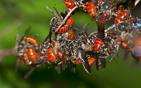 Halictidae - sweat bees, flower bees (Spatunomia rubra)