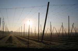 Sonnenaufgang über abgeernteten Hopfengärten