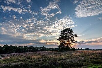 Vista da reserva natural Westruper Heide durante o início da temporada de floração da urze, Haltern am See, Renânia do Norte-Vestfália, Alemanha. (definição 5 467 × 3 650)